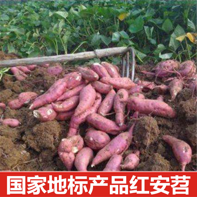 湖北特产红安苕新鲜红薯地瓜红芋红皮红心板栗红薯包邮有白心苕