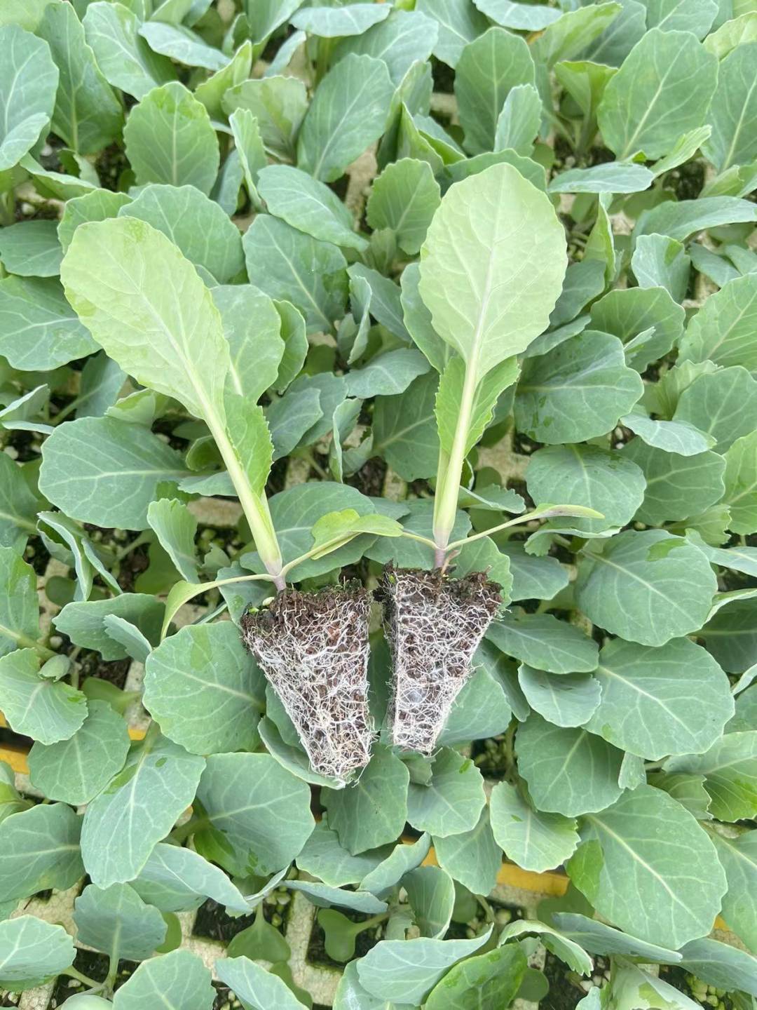 松花苗有机花菜苗散花苗花菜苗带土发货蔬菜蔬菜苗菜秧苗