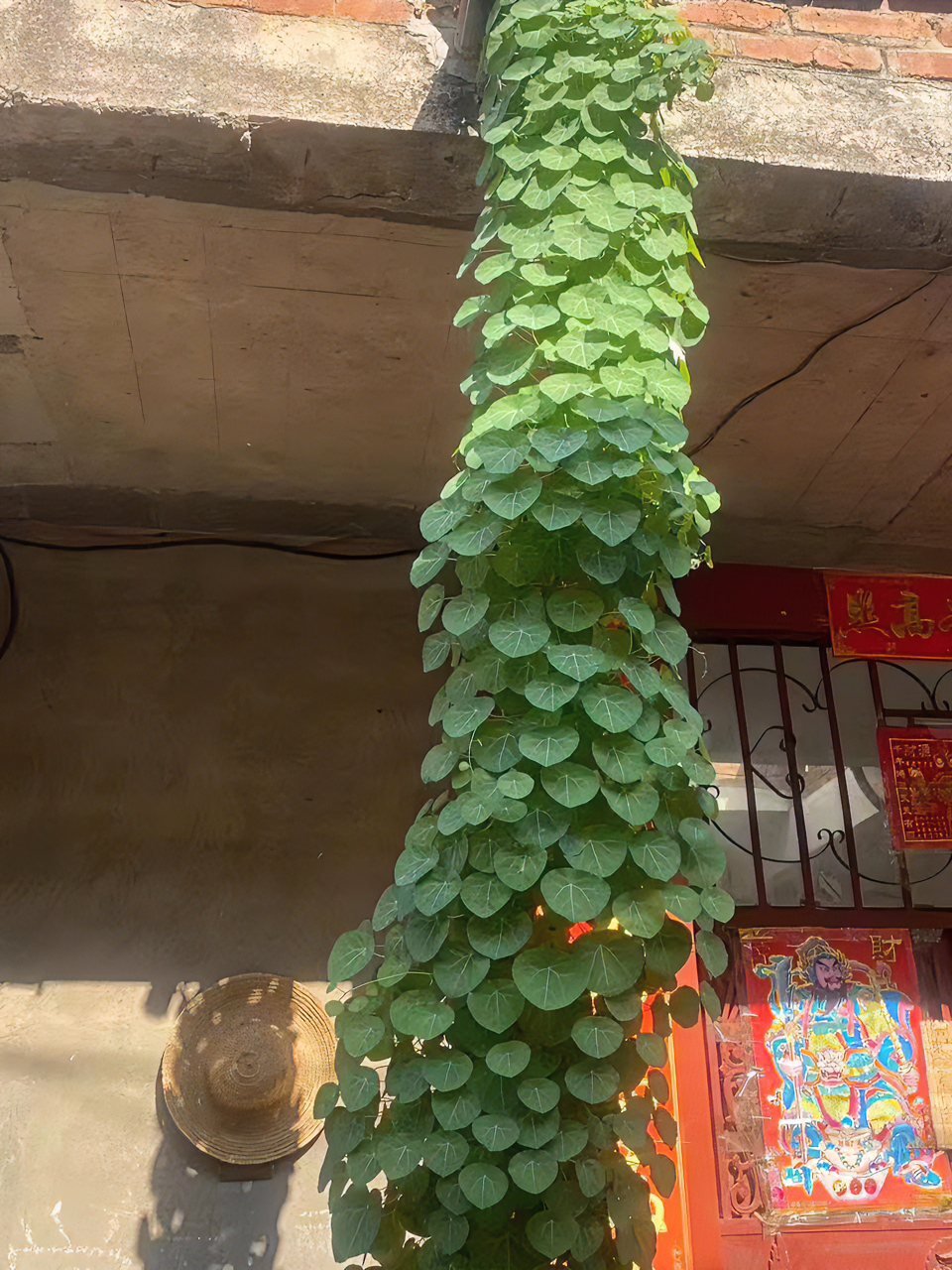 红藤圆叶山乌龟爬藤植物种球室内外水培土培桌面庭院盆栽造景