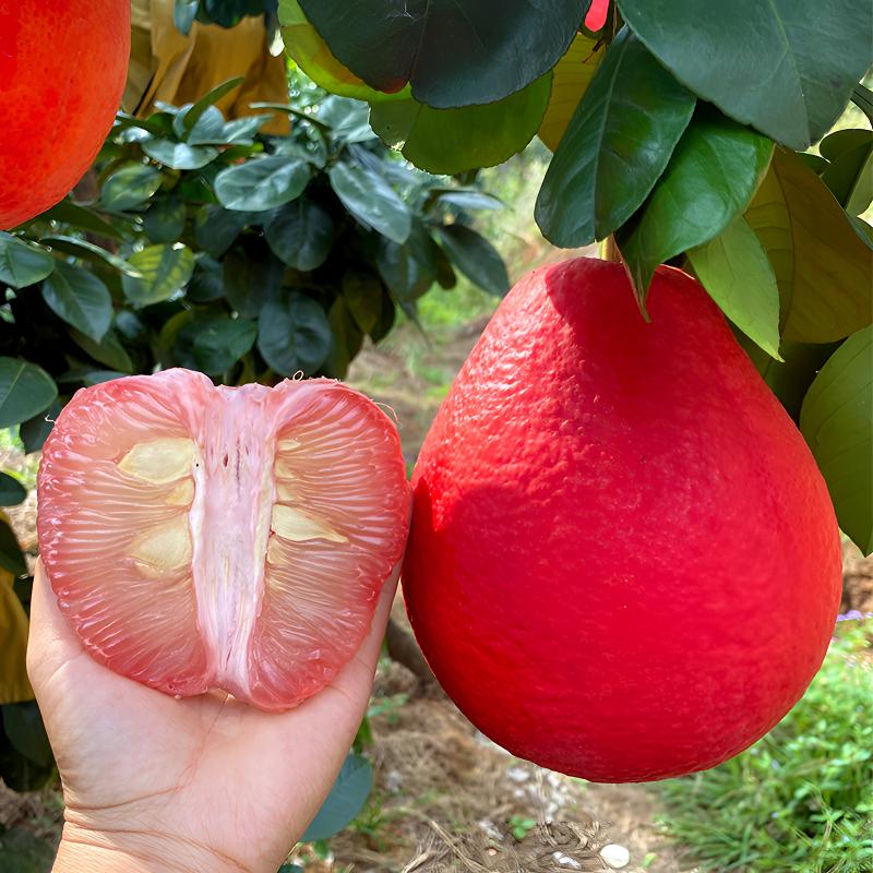 柚子树苗新品种泰国红皮红肉暹罗红柚树苗香水红柚育苗带土种植