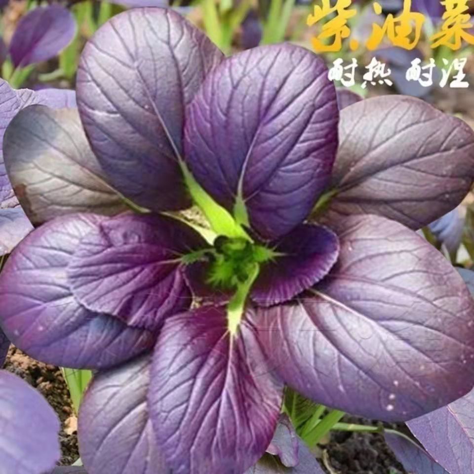 贵妃紫青菜种子 农田菜园叶柄翠绿紫鸡毛菜紫青菜油菜种子200粒