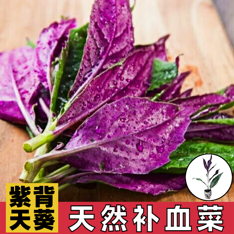 紫背天葵苗盆栽造血菜观音菜种苗天葵秋海棠散血子龙虎叶红凤菜苗
