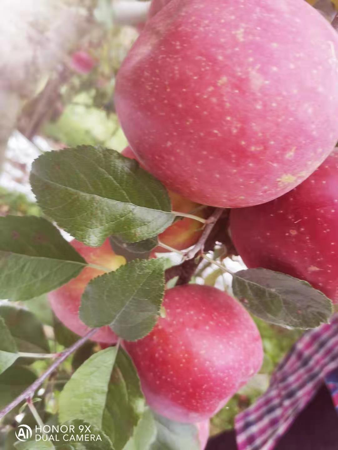 糖心苹果高原苹果口感独特味道好（偏远地区不能下单的亲请留言）