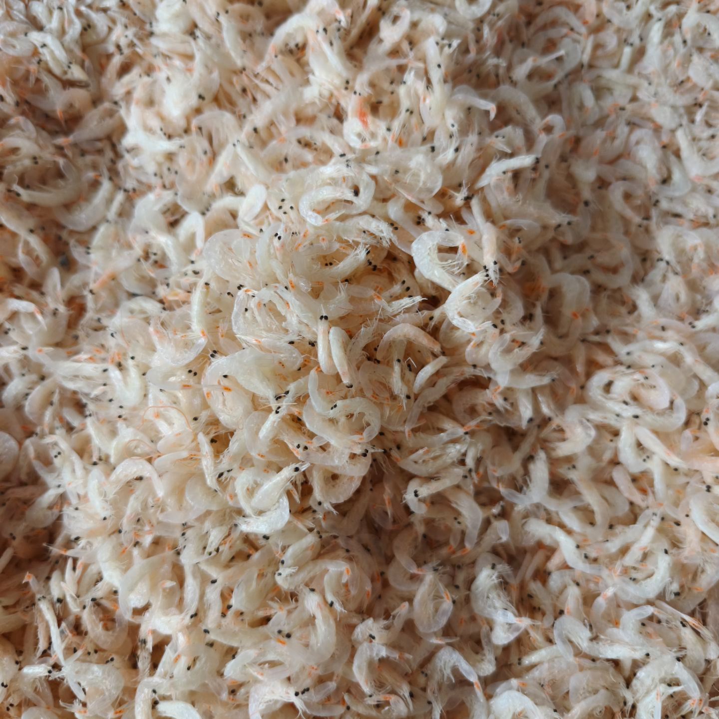 )闽南特产足干鲜甜虾皮