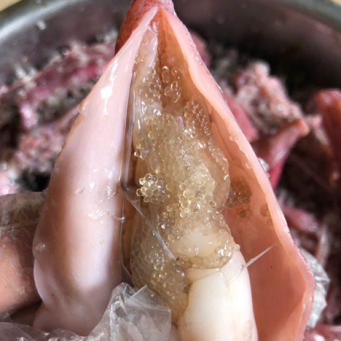 带籽有春尼仔解咸鱿鱼