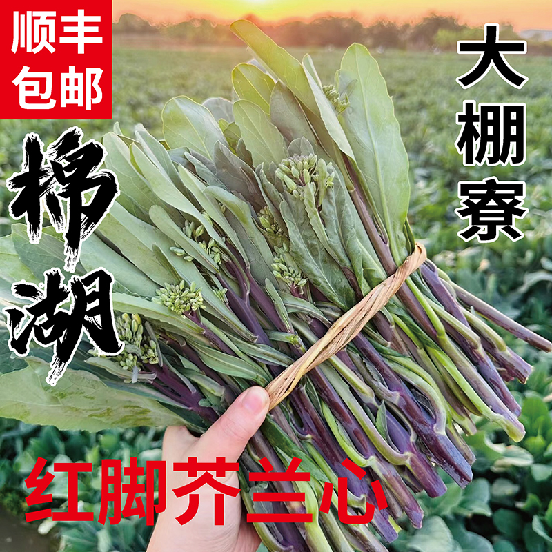 正宗棉湖芥蓝芥兰大棚寮红脚芥蓝芥兰潮汕特产蔬菜青菜特色绿色