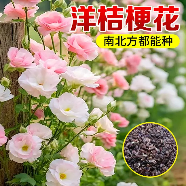 洋桔梗花四季易活阳台庭院盆栽地栽南北方种植