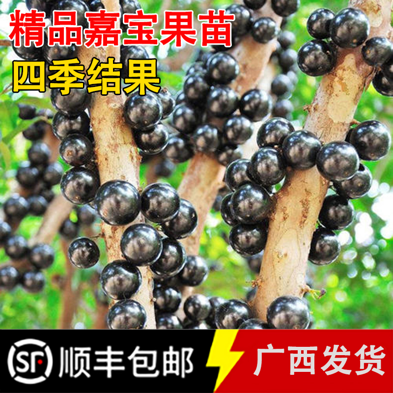 四季结果嘉宝果树苗带土带叶艾斯卡树葡萄苗沙巴嘉宝果苗南方种植