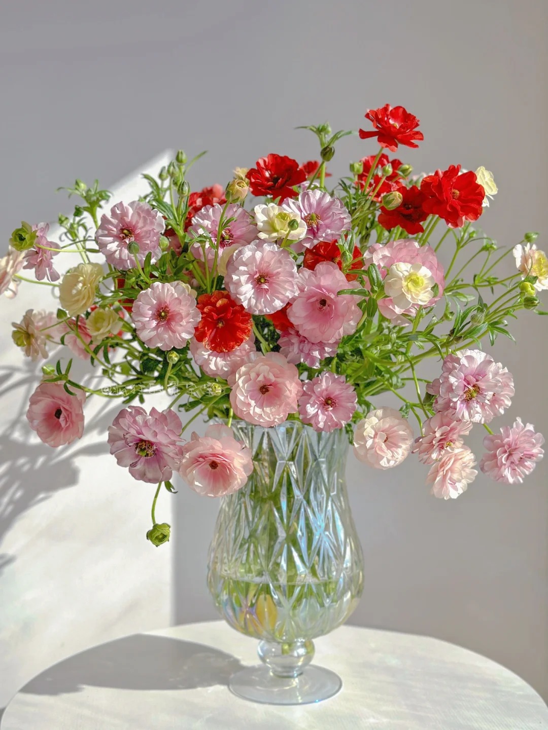6款【蝴蝶洋牡丹】多色系鲜花朵插花束鲜切花卉云南「长腿」顺丰
