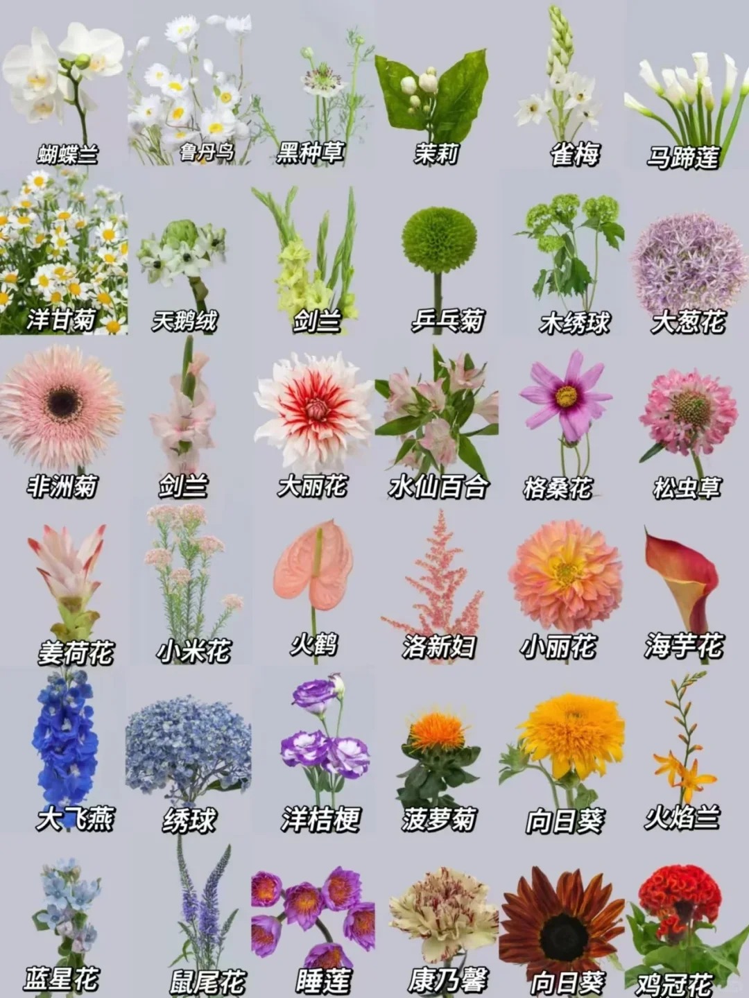 86款【草花配花】多色多品配花草花鲜花朵插花束鲜切花卉「丰富」顺丰