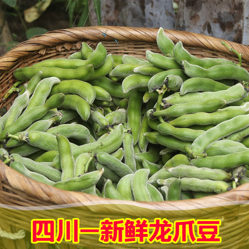 【现摘龙爪豆】四川狗儿豆龙爪豆猫猫豆老虎豆毛豆当天新鲜现摘批发
