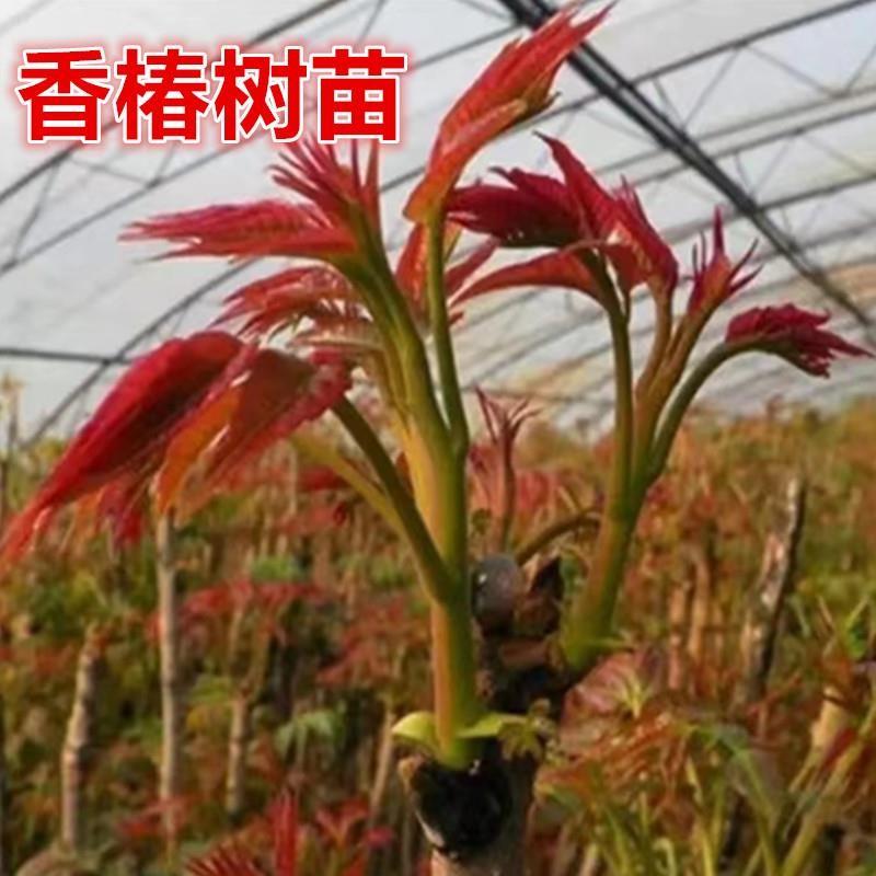 香椿苗红油香椿树苗香春树的树苗新鲜盆地栽食用香春芽树香椿树苖