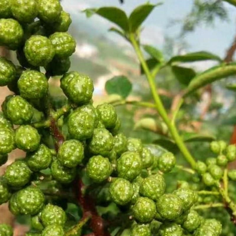 四川藤椒树苗九叶青花椒树花椒苗重庆江津麻椒川椒树苗特麻