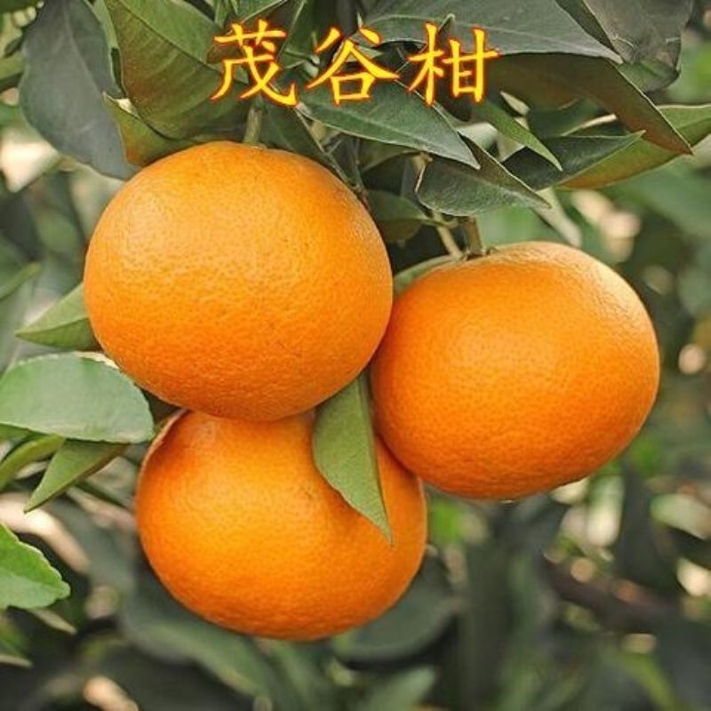 新品种茂谷柑桔潮州柑正宗嫁接橘子果树苗沃柑当年结果盆地栽包邮