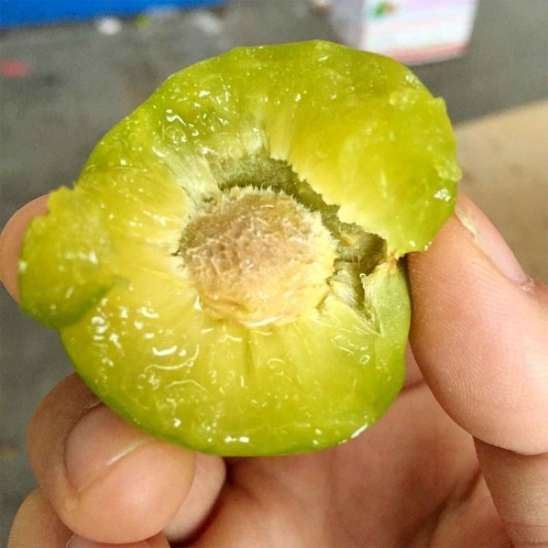 冰糖李子苗 青脆李子苗 蜂糖李树苗嫁接脱骨李子水果树苗蜂蜜李苗