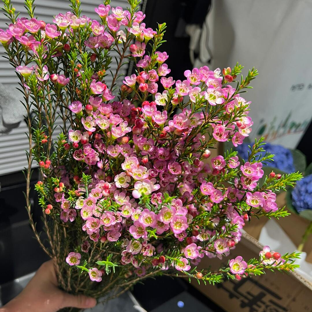 【A级长款大把300g澳洲腊梅鲜花】腊梅鲜花期长+保鲜剂好养送朋友