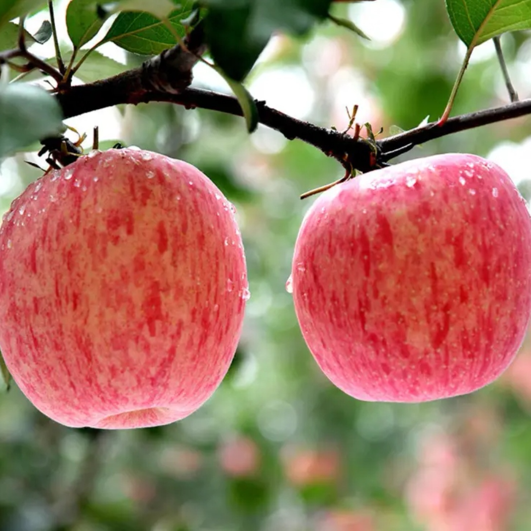河南灵宝寺河山红富士苹果5斤现摘现发脆甜多汁