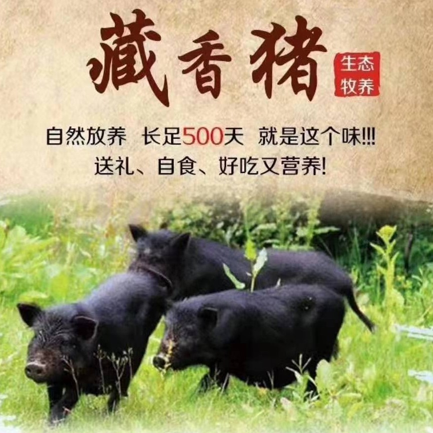 世斌祁连山生态藏香猪改价专拍（生鲜不支持退货退款，请谨慎下单）