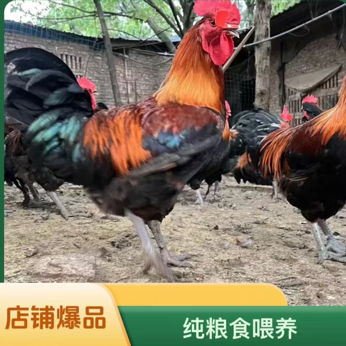 正宗散养粮食喂养黑瑶土鸡，整鸡