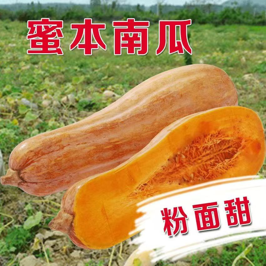 早栗蜜本南瓜种子超甜超粉面蜜早南瓜籽早熟香糯四季蔬菜种子YL