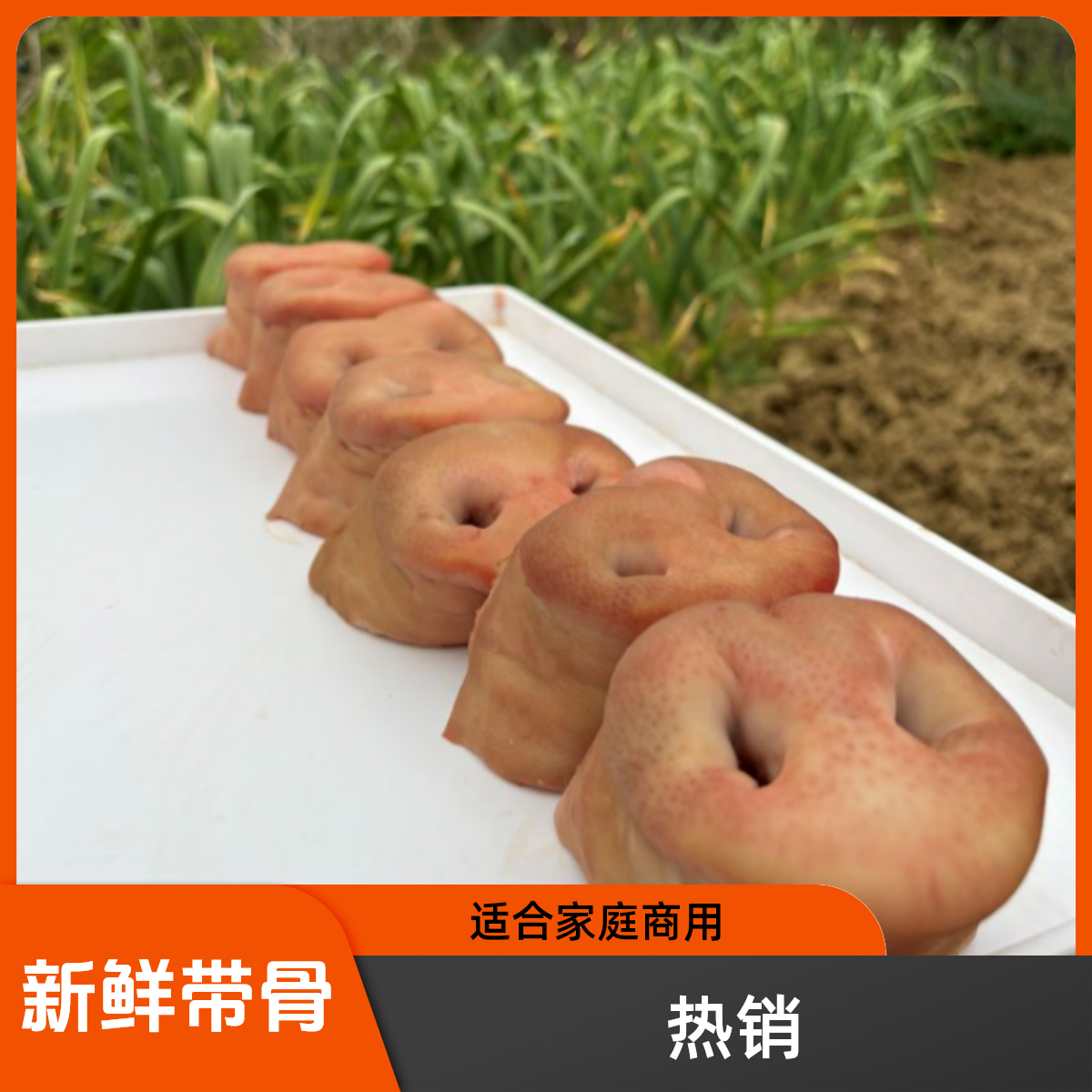 粮食土猪新鲜 带骨 猪鼻子3斤5斤可以烟熏腌制带骨介意勿拍火烧毛