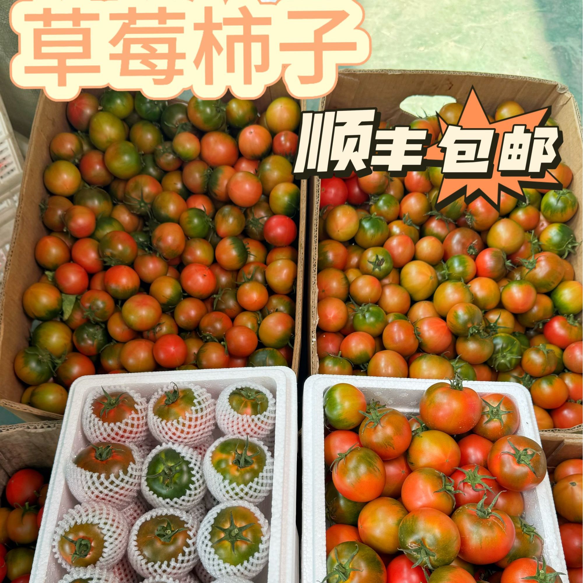 《顺丰包邮》自然熟多籽盘锦草莓碱地柿子铁皮西红柿番茄农产品水果