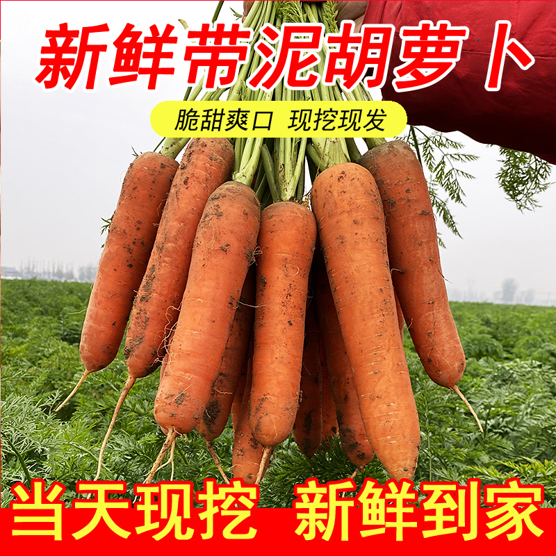 2025新鲜胡萝卜现挖沙地胡萝卜香甜可口营养蔬菜3/5/9斤