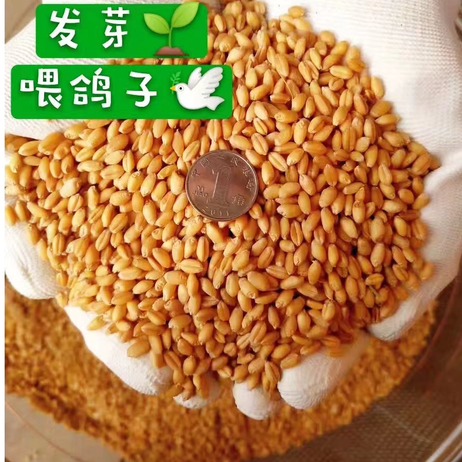 带皮小麦粒喂鸡喂鸽生小麦粒喂宠物种小麦草磨面麦芽糖包邮