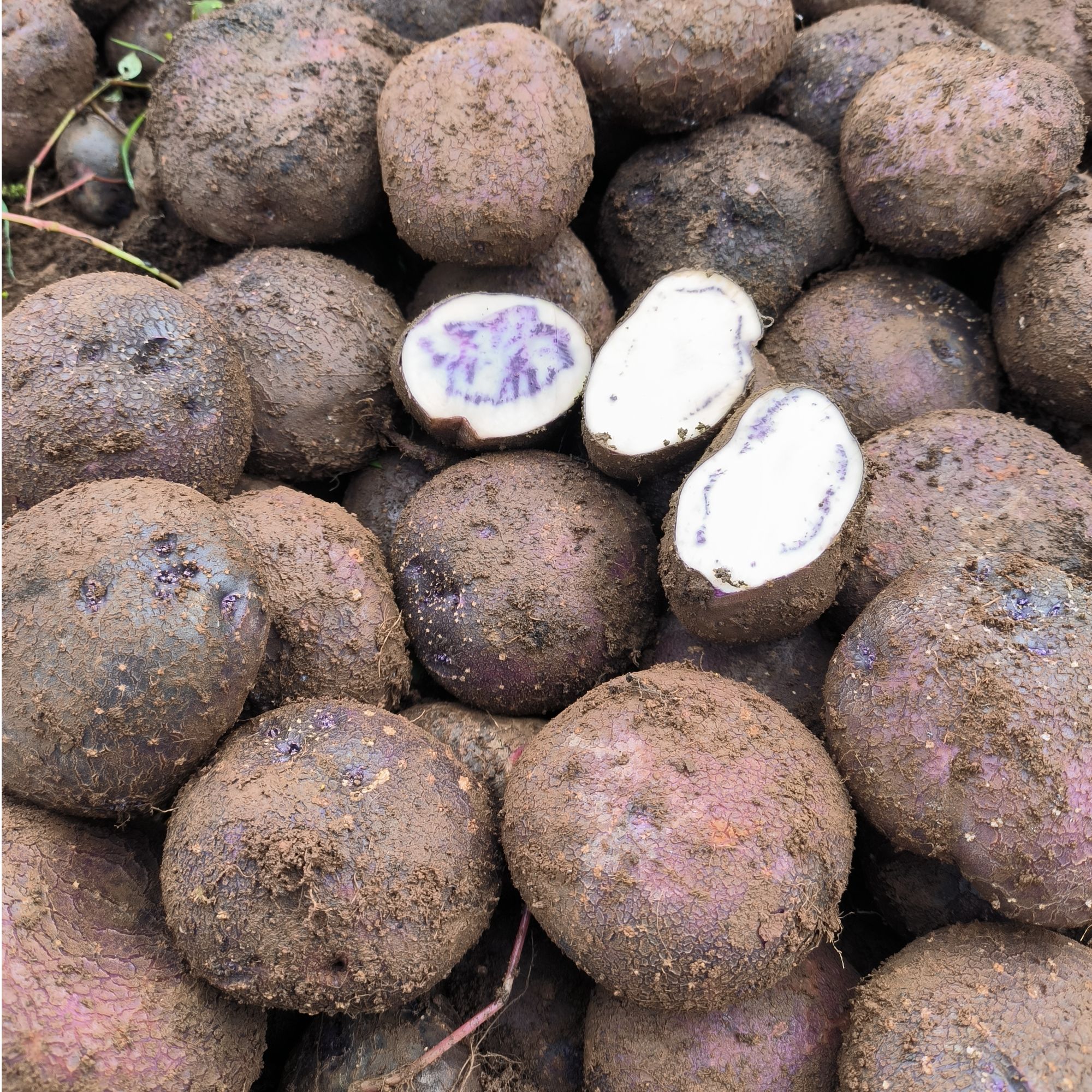 【会泽】老品种 黑洋芋  粉面香糯乌洋芋 个别不乌 现挖包邮