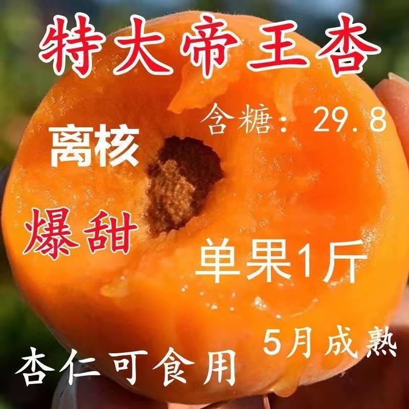 帝王杏树果苗嫁接特大早熟耐寒杏树苗盆栽地栽南北方种植当年结果