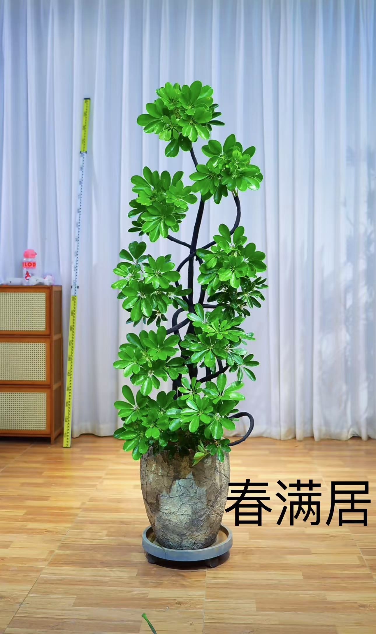 老桩鸭脚木客厅网红绿植大盆栽大摆件室内绿植落地绿植大型绿植