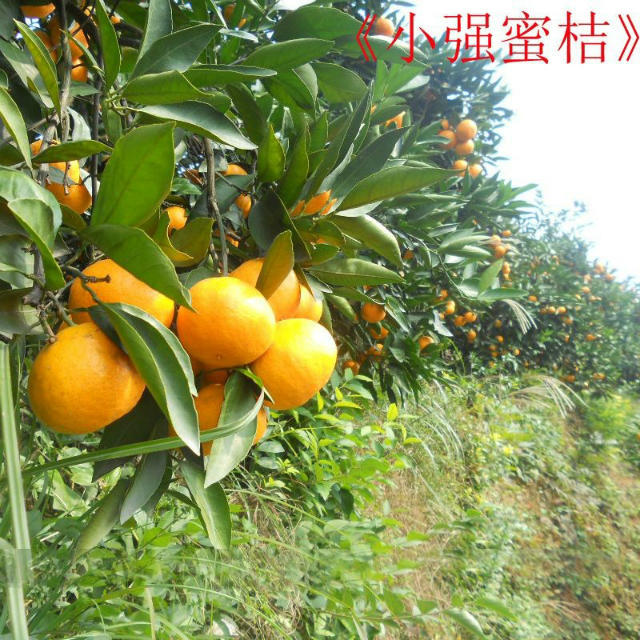 正宗涌泉蜜桔早熟宫川山地橘子临海桔子新鲜水果薄皮多汁柑橘