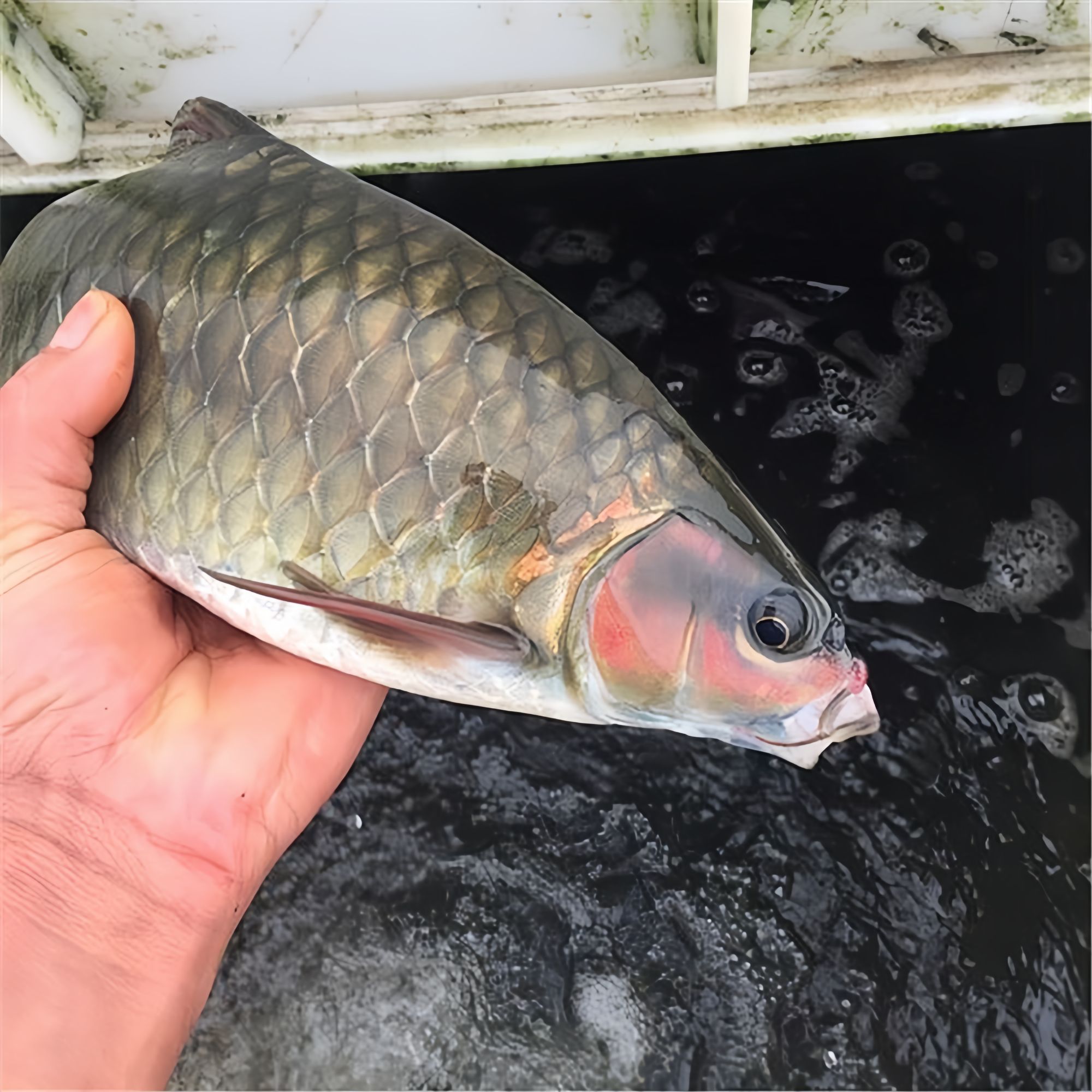 红脸将军鱼 青竹鱼  青竹鲤