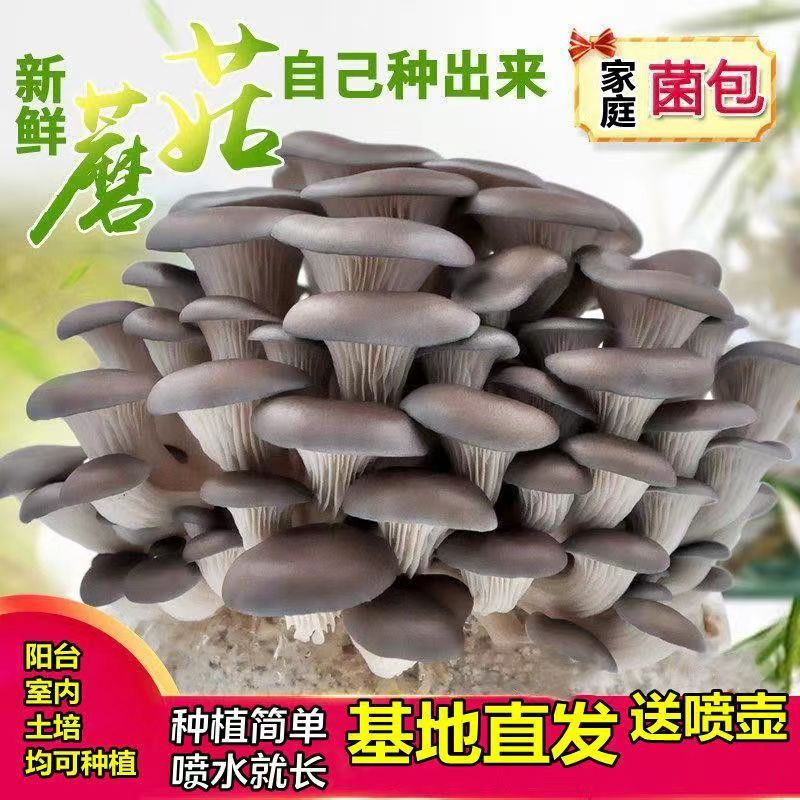 蘑菇菌包菌菇种植包平菇菌种大菌包阳台食用菌家庭室内种植菌棒