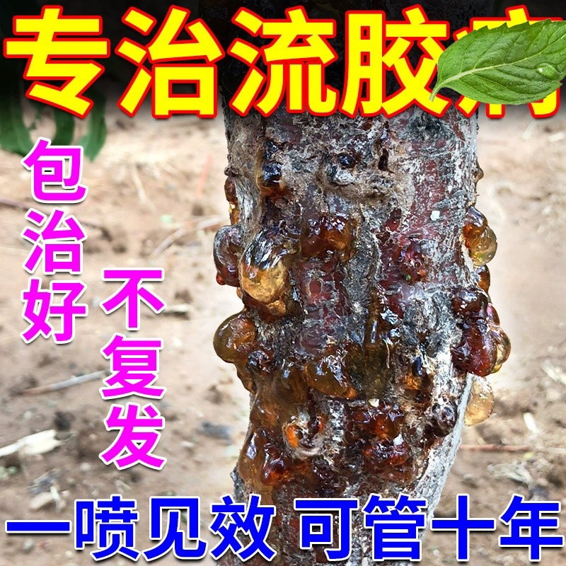 桃树流胶专用药果树柑橘柚子李子树流胶一喷净疮痂穿孔剂