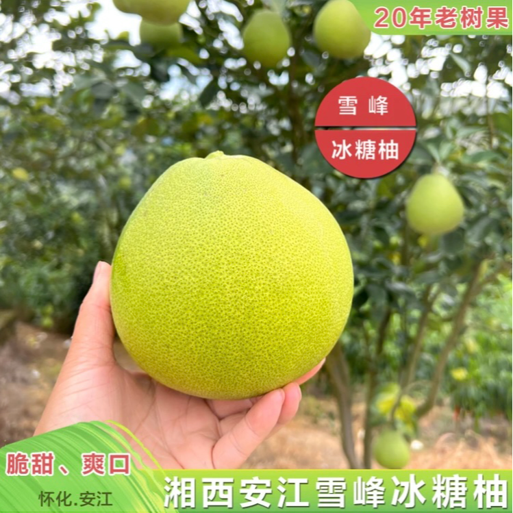 湖南安江雪峰冰糖柚老树果香柚现摘新鲜大果麻麻柚小苦柚微苦回甘
