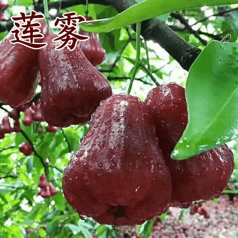 莲雾黑金刚种子四季播种阳台盆栽小院种植简单高产水果