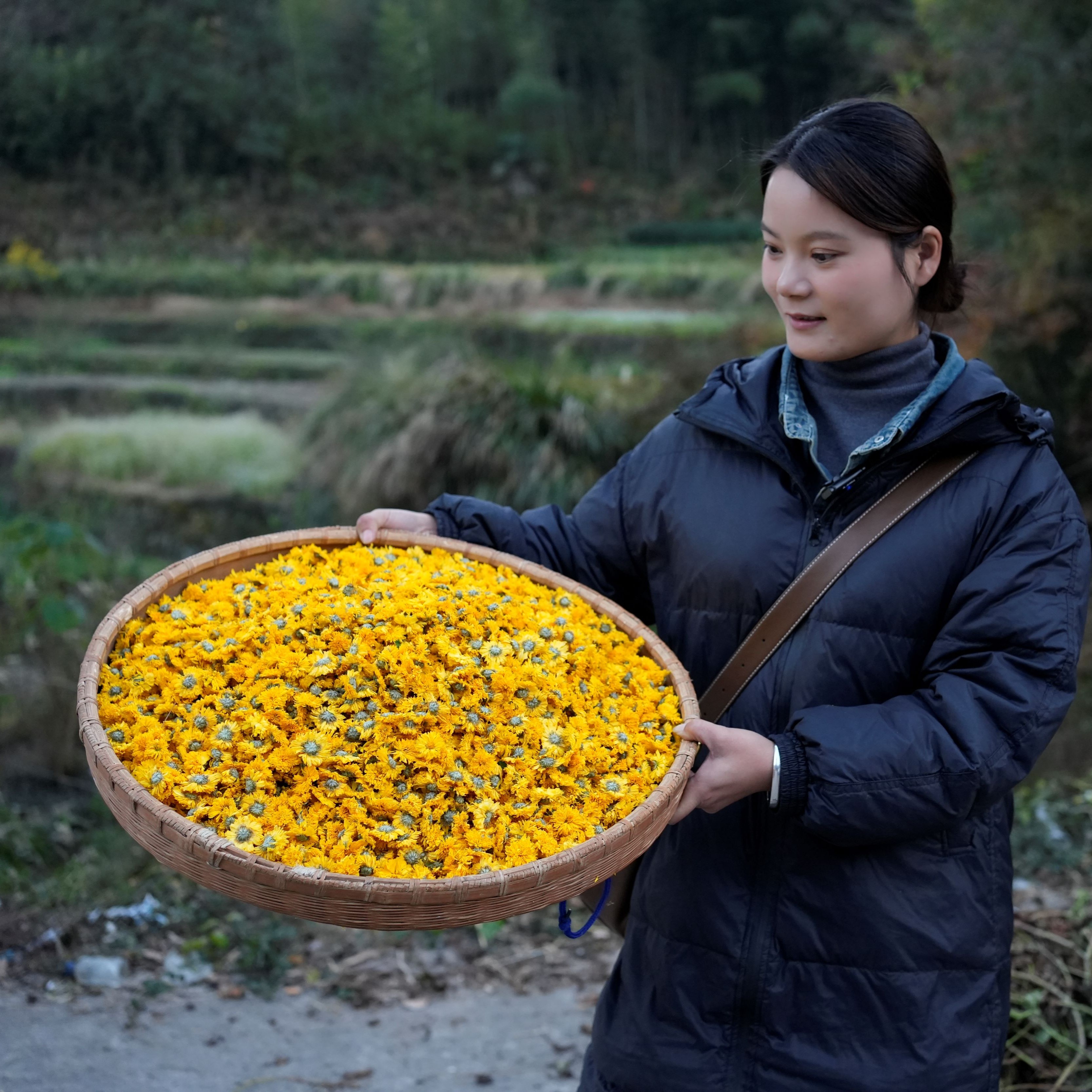 【拍2发4罐】新花小黄菊菊花茶罐装花草茶原产地黄菊花