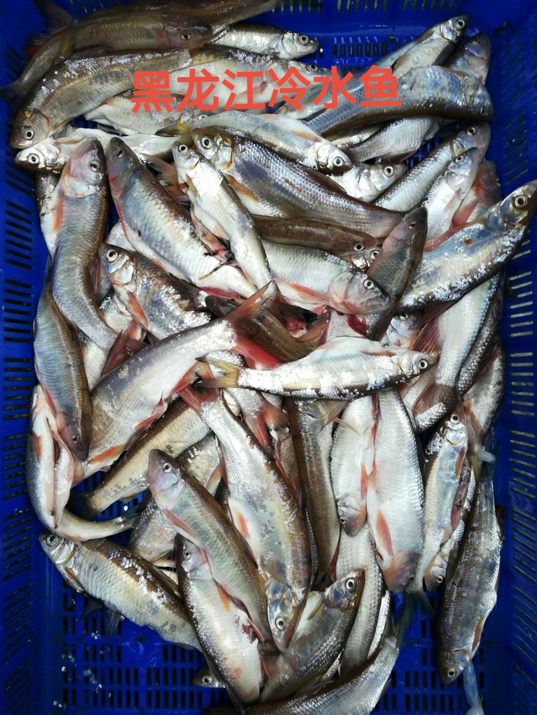 黑龙江冷水鱼虎林市 乌苏里江江杂鱼   5斤