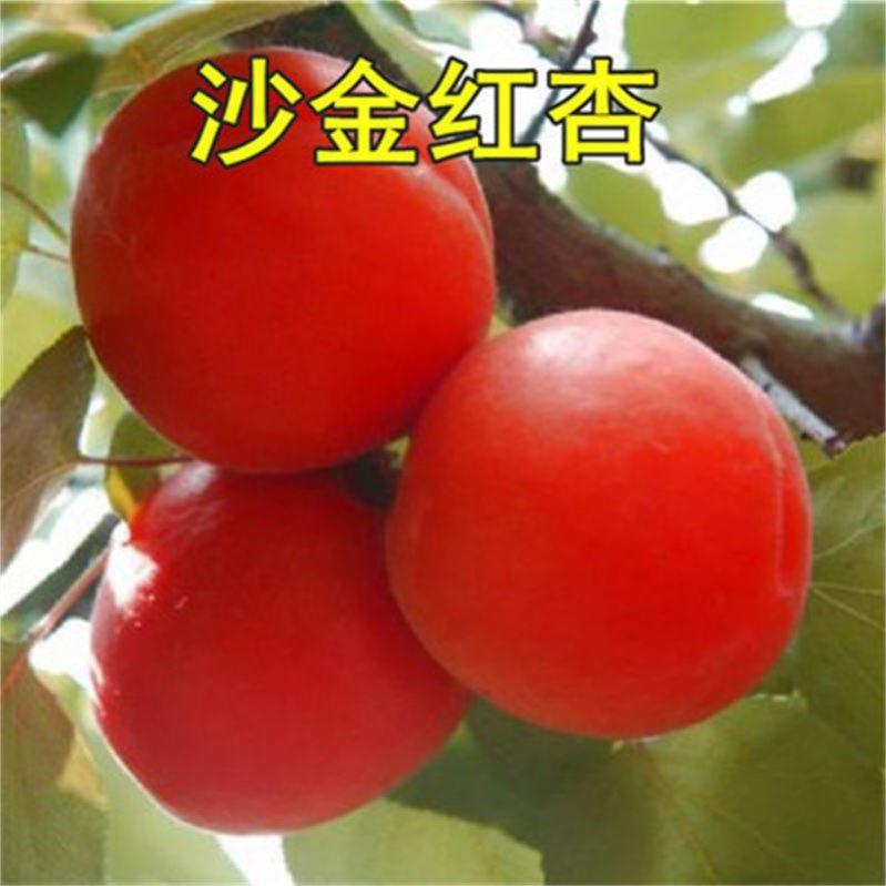 正宗嫁接杏子树苗沙金红杏大黄杏春秋新品当年结果南方北方地栽