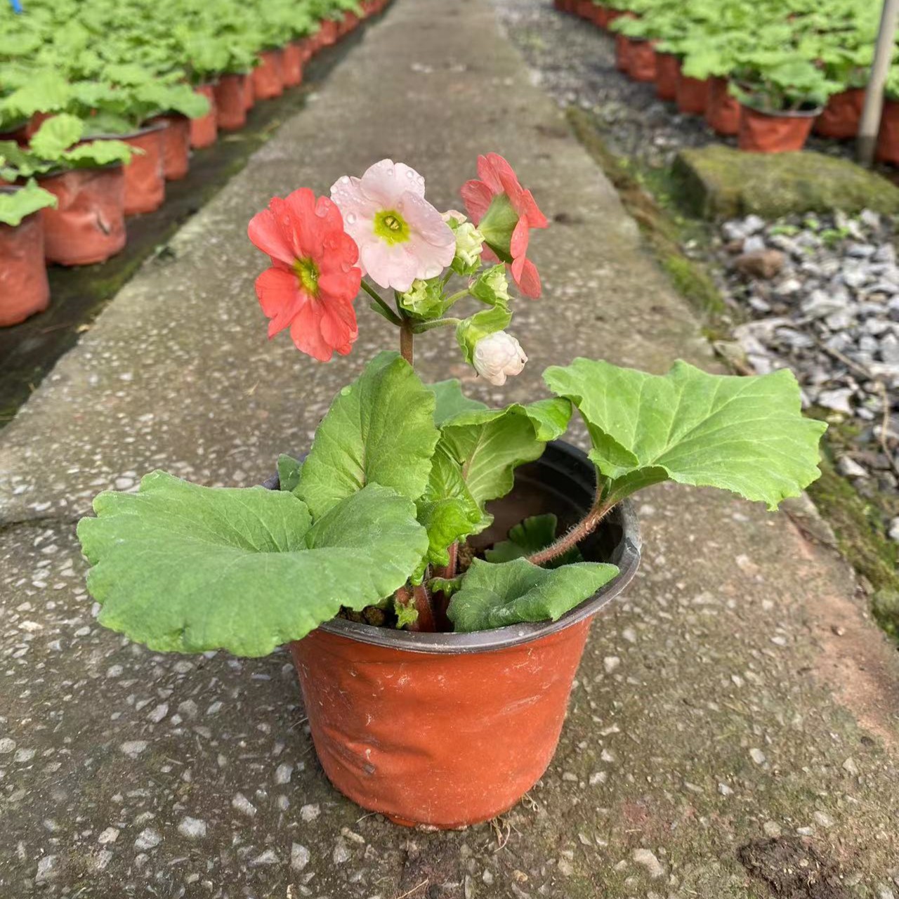 四季樱草大花樱草盆栽植物喜凉耐寒报春花卉易养花期长基地直发