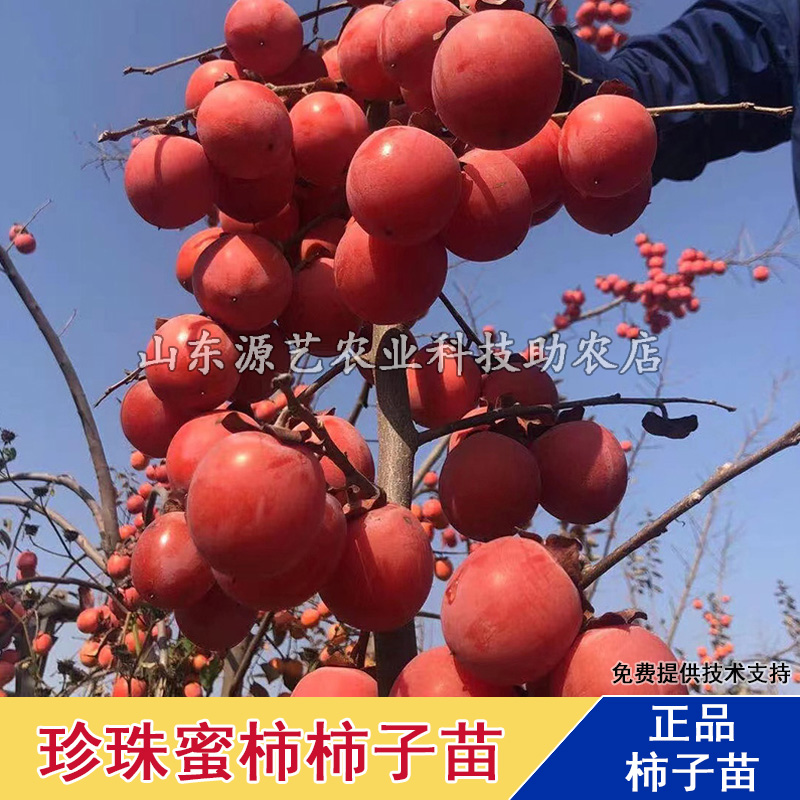 柿子树苗嫁接珍珠蜜柿南方北方软甜小柿子树果苗盆栽地栽当年结果