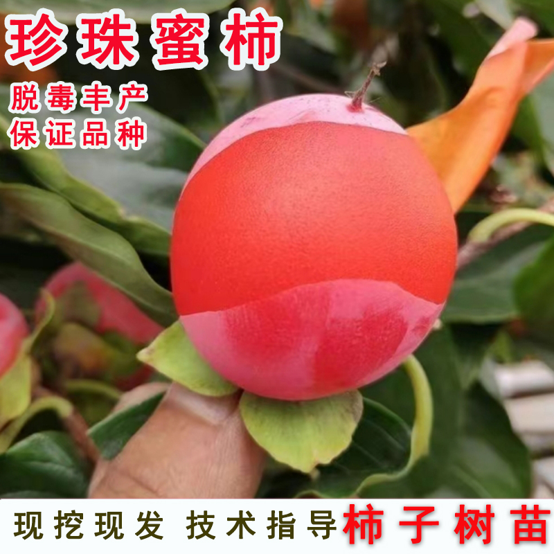 珠蜜柿树苗迷你小柿子苗嫁接软甜一口吸火晶珍珠柿子树南北方种植