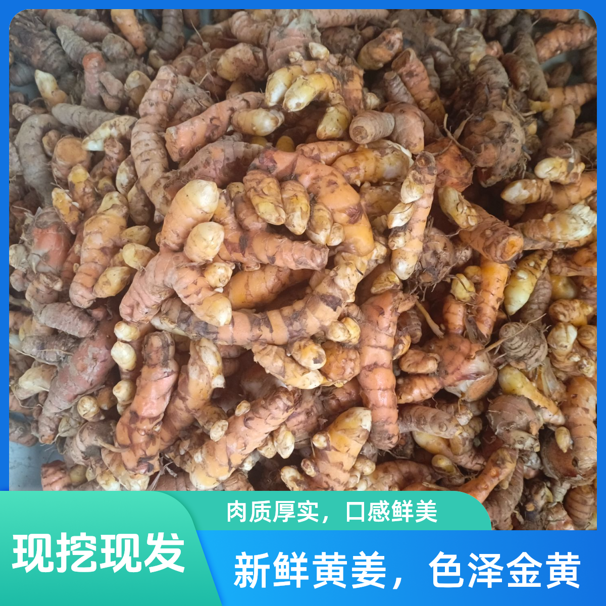 原生态野生小黄姜炖鸡炖猪脚营养丰富健康美味