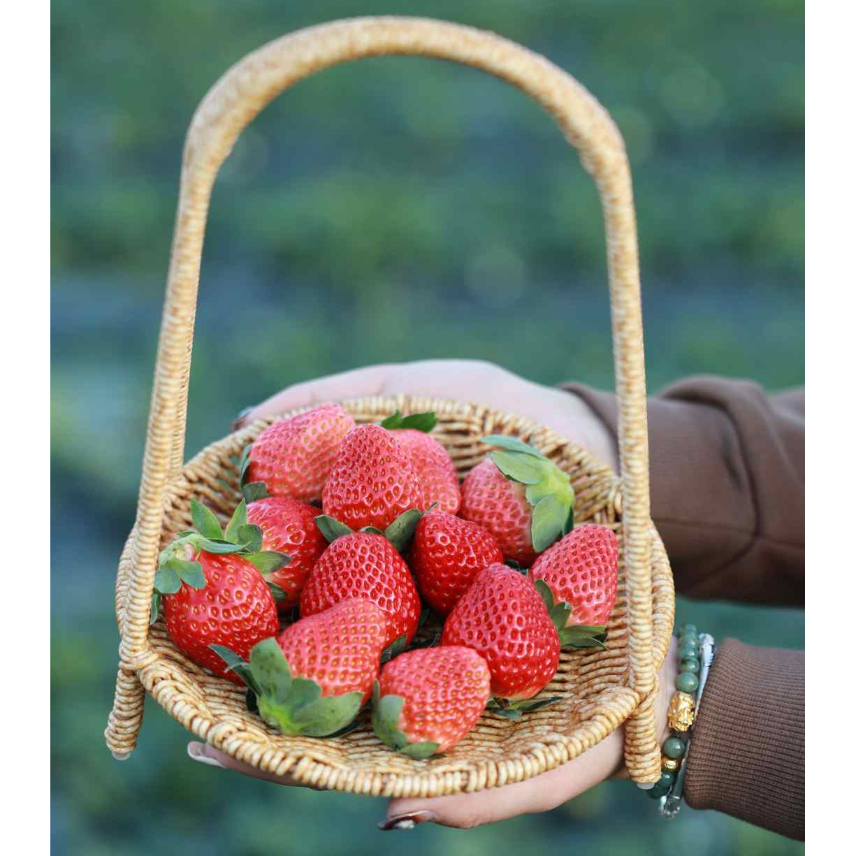 【顺丰速运】四川大凉山露天奶油草莓香味浓郁8甜2酸非丹东99草莓