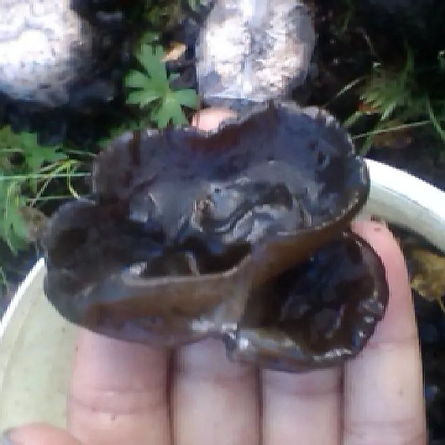 大兴安岭无根头茬黑木耳特产今年新货