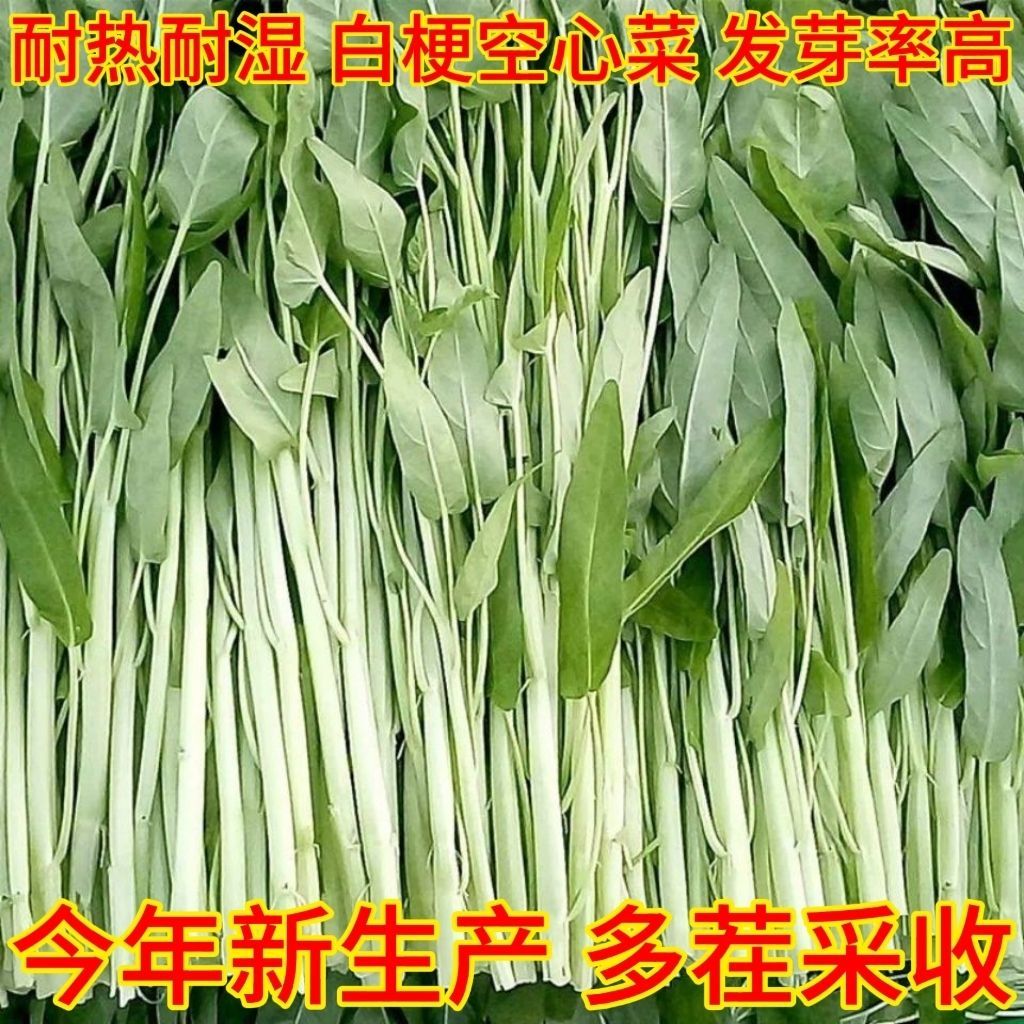 柳叶白梗空心菜易发芽四季春夏秋季庭院阳台耐热耐寒白杆空心菜