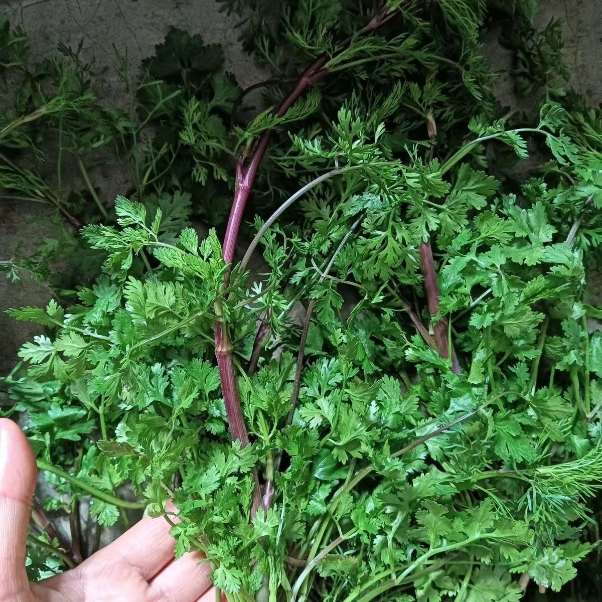 紫杆香菜种子老品种细叶香菜籽农家精选优质土香菜香菜高产香菜种