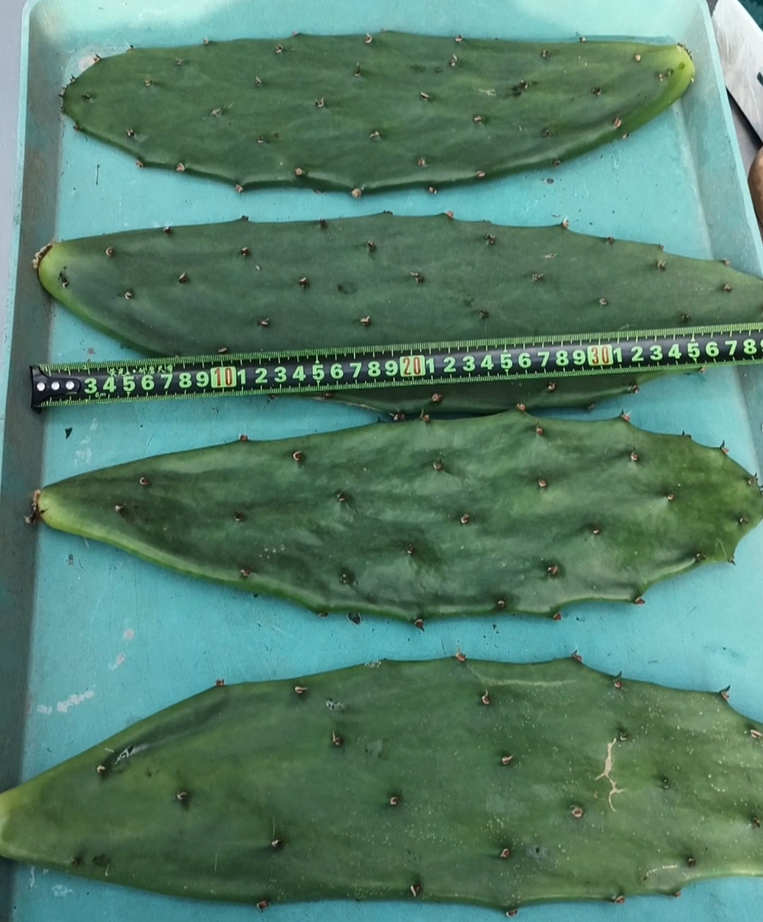 黄大刺仙人掌，无根掌片