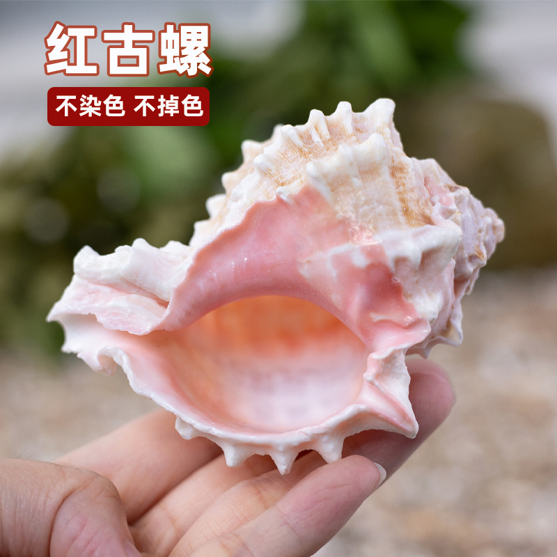 天然海螺大粉红骨螺鱼缸造景寄居蟹卷贝鱼替换壳多肉花盆听海风螺